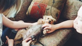 Getting ready for PUPPIES!