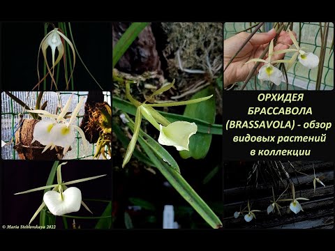 Video: Growing Brassavolas: Brassavolan orkideatyypit