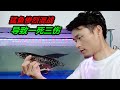 猛魚缸發生慘烈混戰，導致一死三傷，雷龍魚也在其中