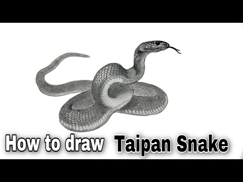 Video Cách vẽ con rắn đơn giản | Taipan loài rắn độc nhất... - youtube