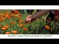 ESTRENO - ESPECIALES Tv Agro: Plantas que Alivian una Comunidad