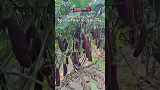 bibit terong ungu tahan virus kuning #pertanian #agrikultur #agrikultur #terongungu