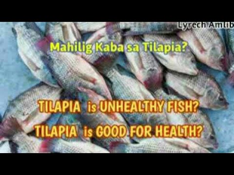 Tilapia Fish - Benefits & Dangers | Lyrech Amlib