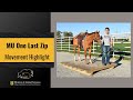 SOLD! MU One Last Zip – 2020 AQHA Mare – Movement Video