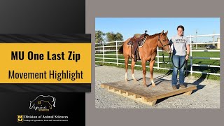 SOLD!  MU One Last Zip – 2020 AQHA Mare – Movement Video