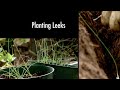 Planting leeks