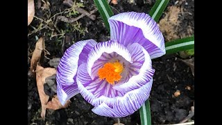 Crocus Grandes fleurs 'Roi des striés' le violet de blanc rayé.