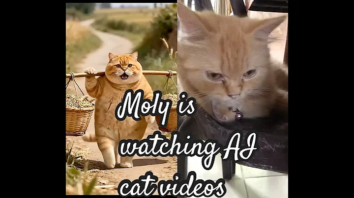 Video 11770211: persian cat love, cat cutecat funnycats, funnycats cute cats animals, fat cat, cat funny cute animals