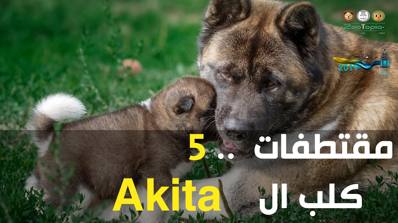 Akita Dog مقتطفات5 كل ما تريد معرفته عن كلب الأكيتا YouTube