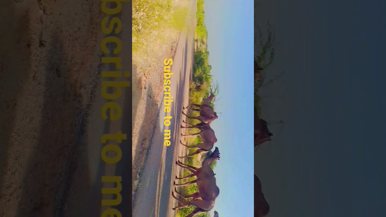 camels goings to drinking water  please subscribe 🐫❤️ please like please share