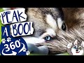 ADORABLE Klee Kai Puppies 360 Video, Experience Virtual Reality In 4K