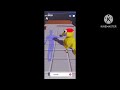 Eaaaa pataduaduaduaduadua