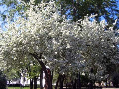 Евгений Мартынов - Скажи мне, вишня