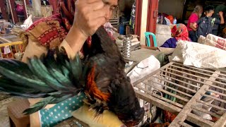 Harga Ayam Di Pasar Unggas Wonosobo Jawa Tengah Hari Ini