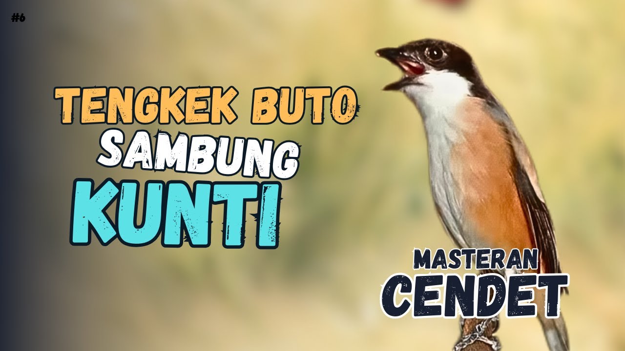 TENGKEK BUTO SAMBUNG KUNTI MASTERAN CENDET, MURAI BATU, KACER, CUCAK IJO