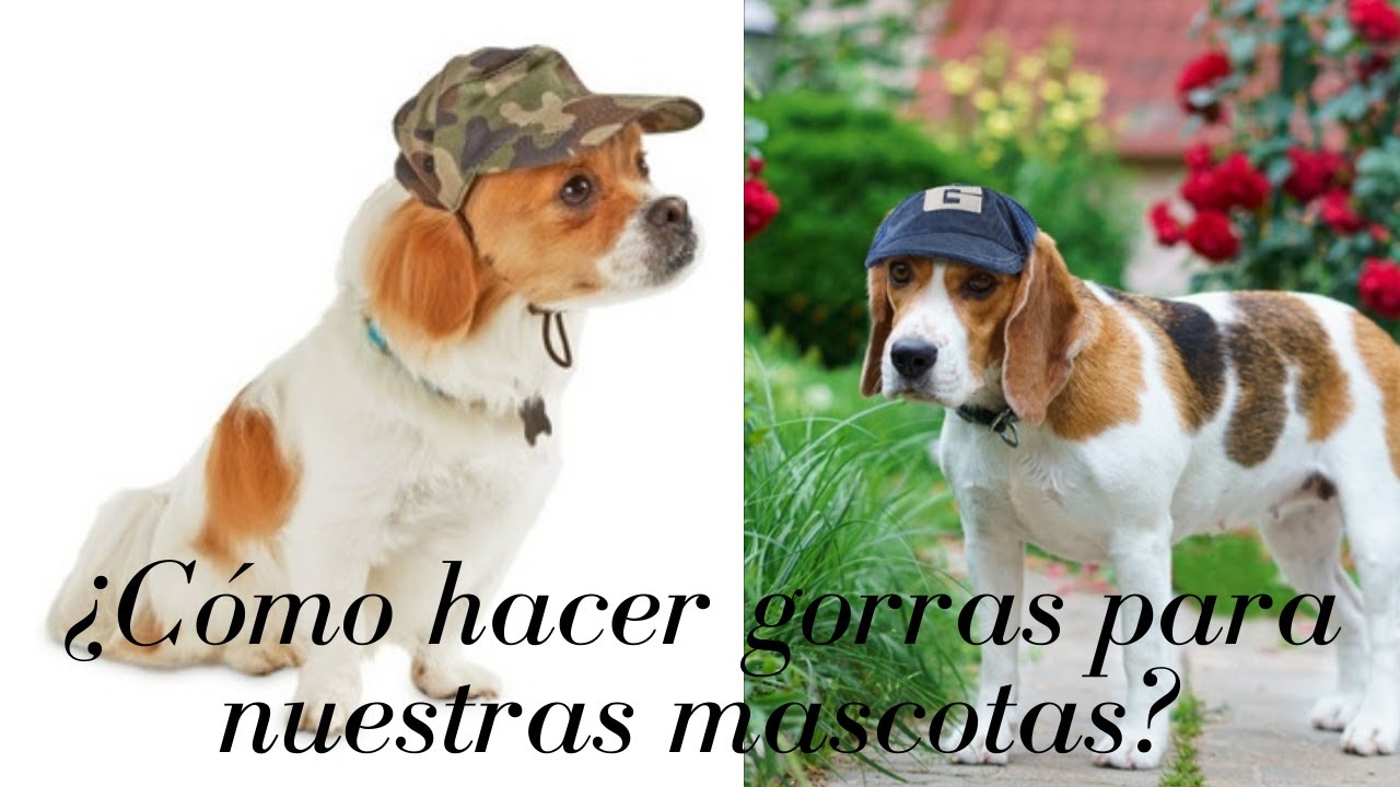 ¿Qué cuidados debo tener al momento de lavar y secar la gorra de mi perro chihuahua?