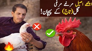 Pure Aseel Murga Ki Gul (Comb) Ki 5 Khas Nishaniyan #bjAseels