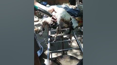 Sóc đen côn đảo