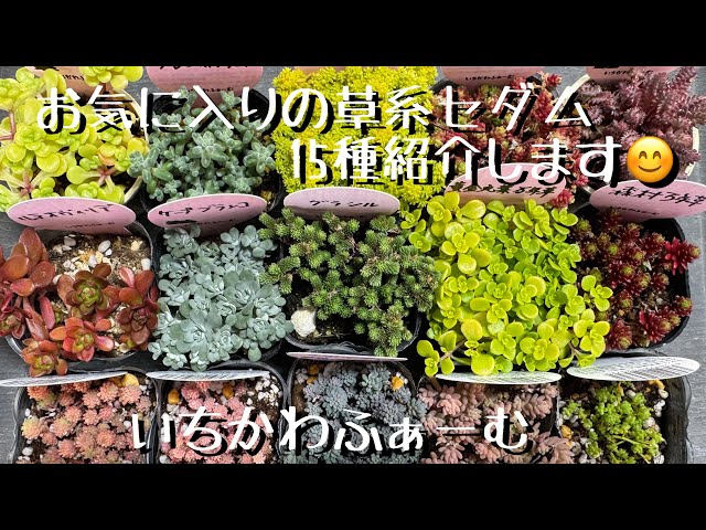 お気に入りの草系セダム15品種紹介します😊 - YouTube