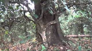 Couple Tree