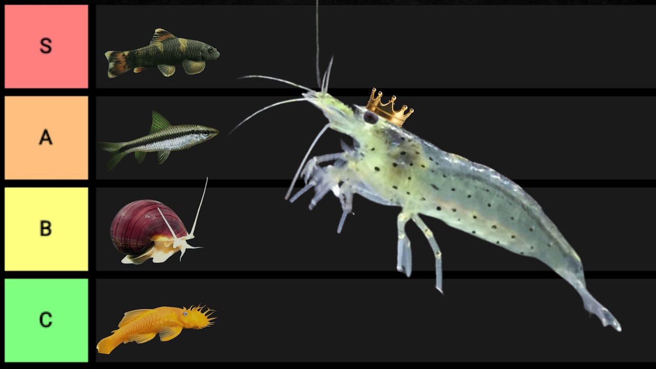 Os Melhores Comedores de Alga para Aquário | Ranking Completo