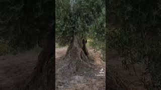 Mira el Olivo 🌳🫒🌿🪓como está para que arrancarlo 2026