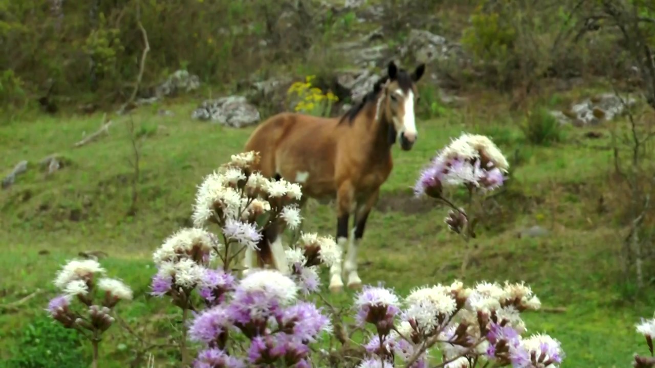 camera iphone 8 plus apk SALTON COLORADO