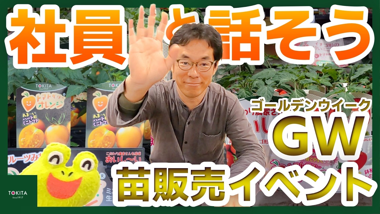 チャタロウチ　値下げしました野菜天然育ちセリ苗 Tokita Seedlings] Tokita seedlings sold by employees at select
