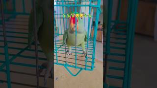 parrot talking mithu🦜🦜🦜😊😊