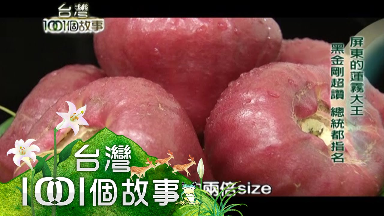 希少！超特大！レンブ取木苗木 台湾黑金剛 蓮霧 超希少 特大 レンブ取木苗木 台湾黑金蓮霧 - メルカリ