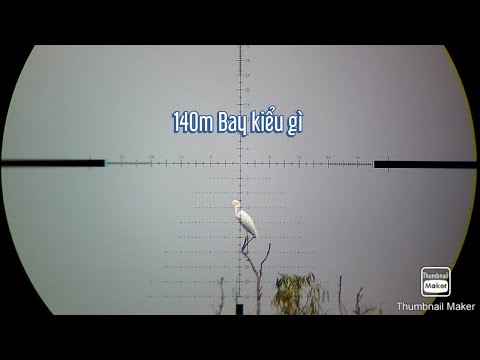 Video Săn Cò Ngàng Vạc Xám Nướng Mọi Cùng AE Chiến Hữu Ngày... - youtube