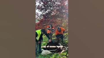 How Are Field Grown Trees Dug Up For You?