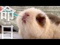 【命日】愛モルモット最期の1週間 3/8-3/15, 2025