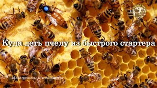 Куда деть пчелу из быстрого стартера Какой размер маточной ячейки