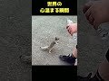 事故を未然に防いだバス運転手の神対応 #shorts