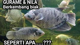SEPERTI APA IKAN GURAME DAN NILA BERKEMBANG BIAK