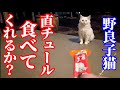 警戒心が強い野良子猫に直にチュールを食べてくれるか挑戦してみた結果…