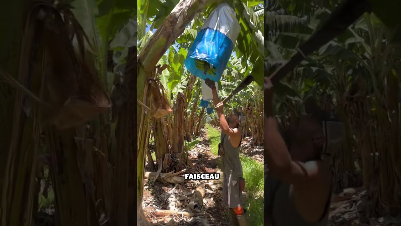 Pourquoi coupe-t-on les bananiers après la récolte ?