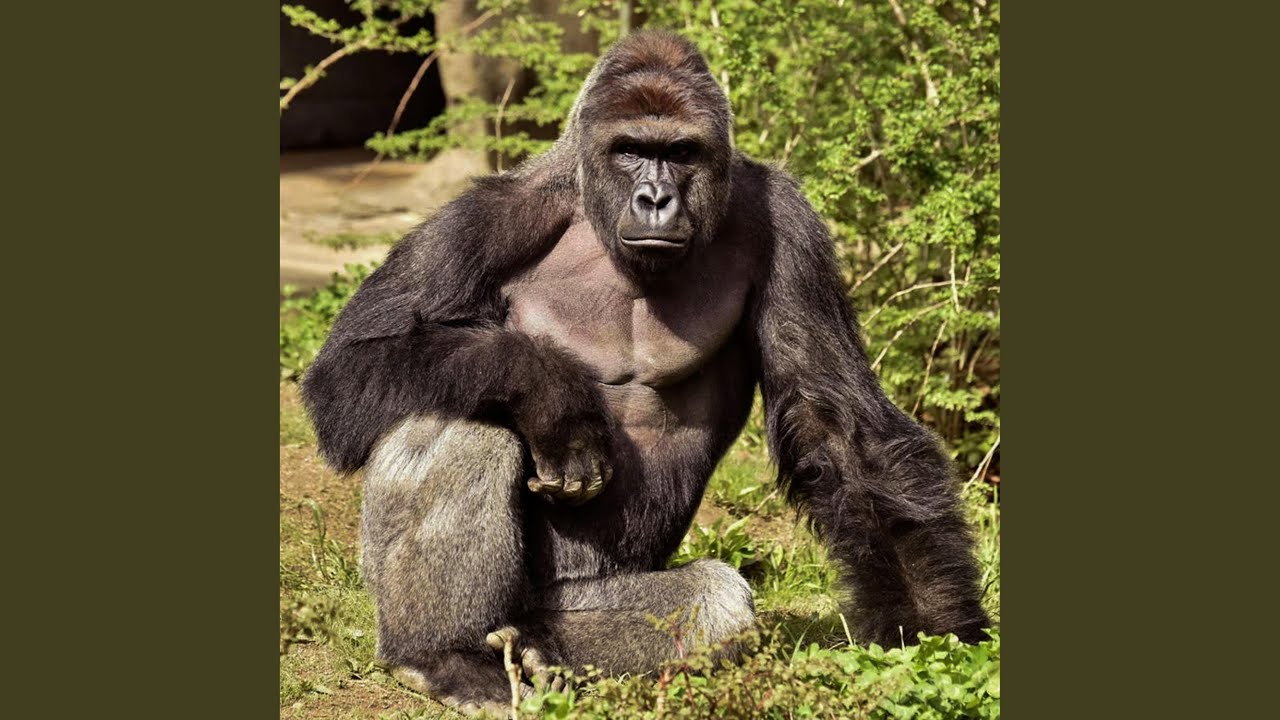 Watch harambe (sped up) on YouTube Watch harambe (sped up) on YouTube