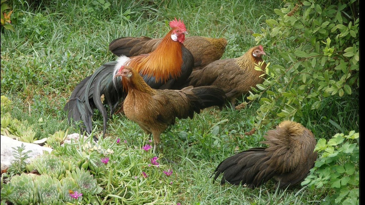 Лесная Курица Фото