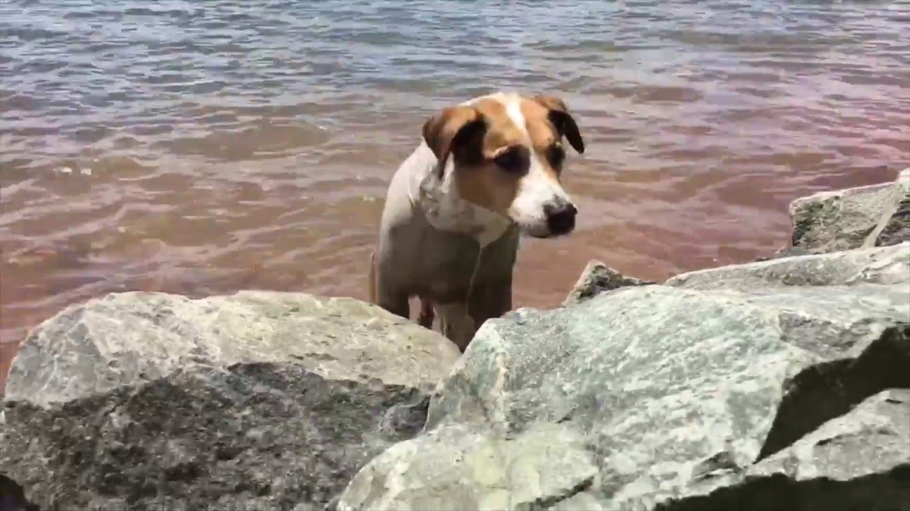 Hurtta Sun and Bug Blocker - Quickie Review