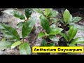 Anthurium Oxycarpum Ornamental Plants - Anthurium Species - Plants Lover