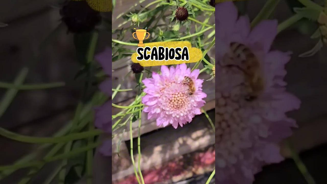 SCABIOSA WINS: Pollinator Magnet of the year!