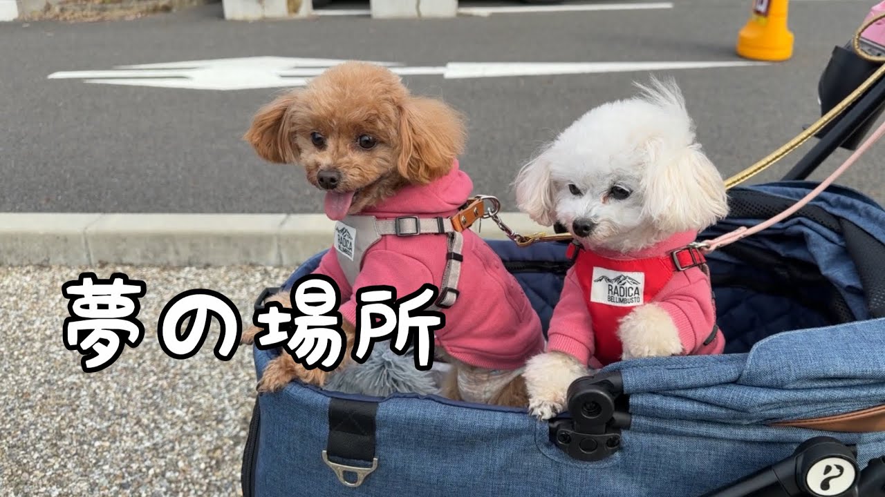 おやつ天国の犬祭りでおねだりが止まらない姉妹