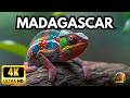MADAGASCAR: The Island of Evolution | A World Like No Other [Full Documentary]