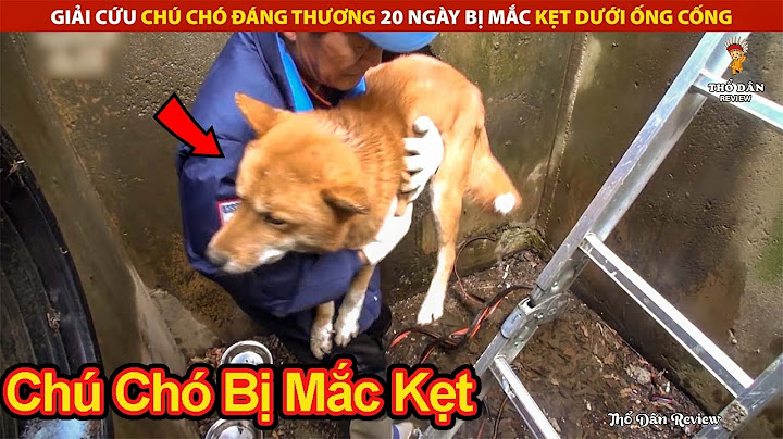 Giải Cứu Chú Chó Đáng Thương 20 Ngày Bị Mắc Kẹt Dưới Ống Cống | Review Giải Trí Đời Sống
