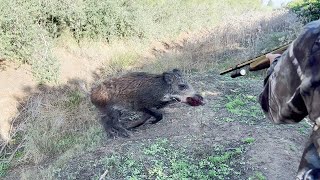 Chasse Sanglier au maroc  |  Wild Boar Hunting 2023 2024  (Partie 11)