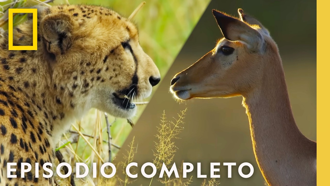 Juegos de Guerra | Reino Salvaje | Nat Geo en Español