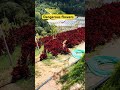 Wild #shortsvideo #shorts #youtubeshorts #malaysia #travel #viral #tourism #flowers #mountains #wild