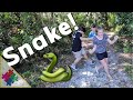 Snake In The Woods